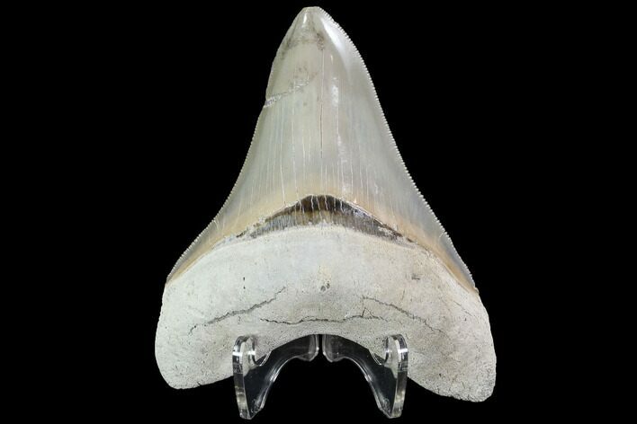Serrated, Aurora Megalodon Tooth - Beautiful Enamel #90792